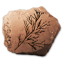 misc_coniferfossils