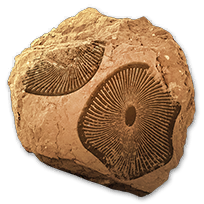 misc_fungifossils