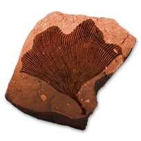 misc_ginkgofossils