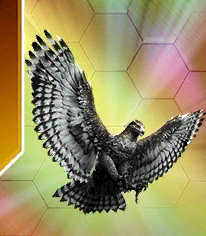 haast_eagle