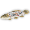 faux_fish_carcass_small