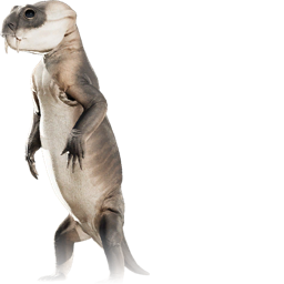 diictodon_feliceps