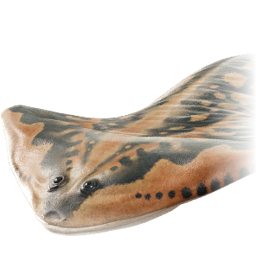 diplocaulus_magnicornis