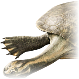 sahonachelys_mailakavava