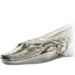 tiktaalik_roseae