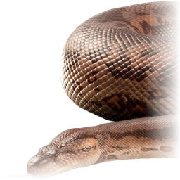 titanoboa_cerrejonensis