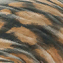 diplocaulus_magnicornis