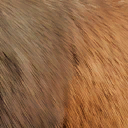 elasmotherium_sibiricum
