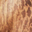 giraffatitan_brancai