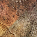 iguanodon_bernissartensis