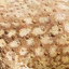 pachycephalosaurus_spinifer