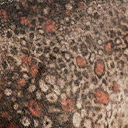 pachyrhinosaurus_lakustai