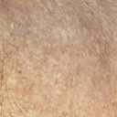 paraceratherium_transouralicum