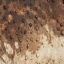 protoceratops_andrewsi