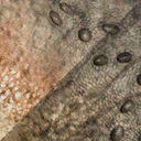 psittacosaurus_sibiricus