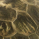 sahonachelys_mailakavava