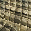 simosuchus_clarki