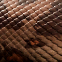 titanoboa_cerrejonensis