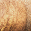 torvosaurus_gurneyi