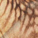 torvosaurus_tanneri