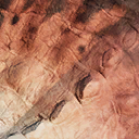 triceratops_prorsus