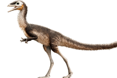 compsognathus_longipes