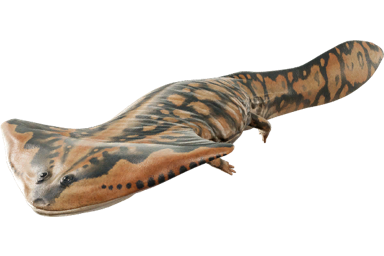 diplocaulus_magnicornis