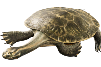 sahonachelys_mailakavava