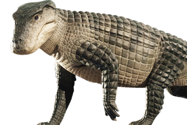 simosuchus_clarki