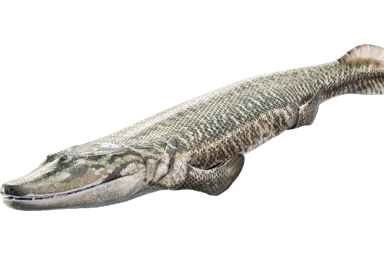 tiktaalik_roseae