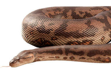 titanoboa_cerrejonensis