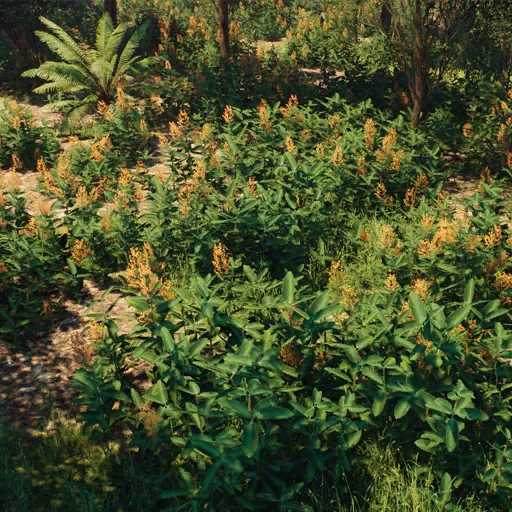 chloranthoid