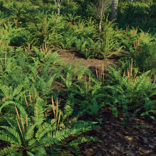 cinnamon_fern
