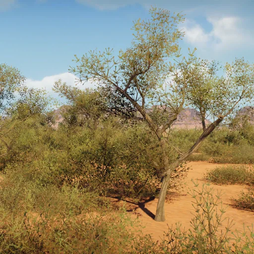 ephedra
