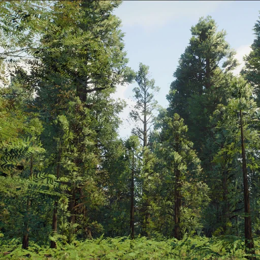 metasequoia