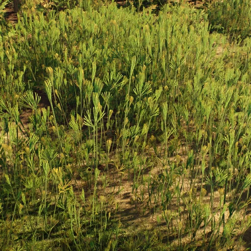schizaeopsis