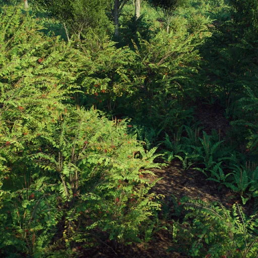 trochodendroides