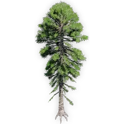 araucaria_delevoryassi
