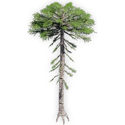 araucaria_delevoryassi_2