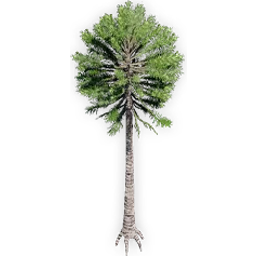 araucaria_delevoryassi_3
