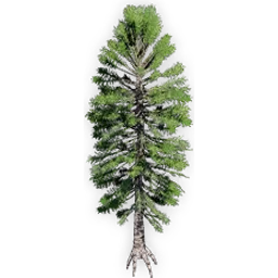 araucaria_delevoryassi_4