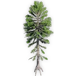 araucaria_delevoryassi_5