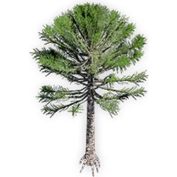 araucaria_delevoryassi_6