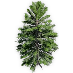 araucaria_delevoryassi_7