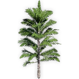 araucaria_delevoryassi_8