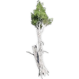 athrotaxites_2