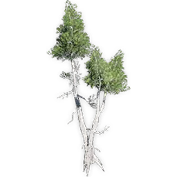 athrotaxites_3