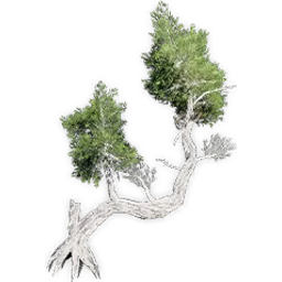 athrotaxites_4