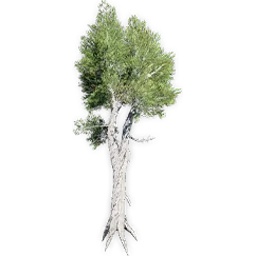 athrotaxites_5