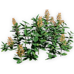 chloranthoid